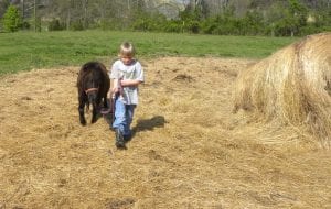 horsecare