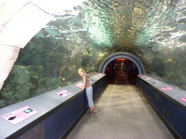 Newport Aquarium