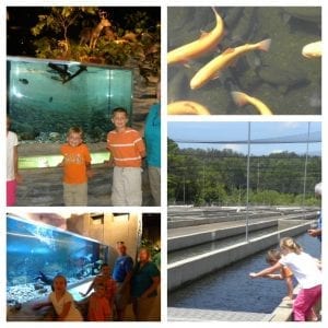 fish hatchery collage