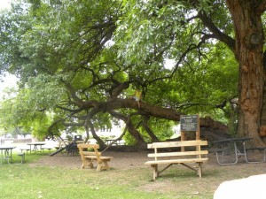 Picnic Area at Osage Orange Tree