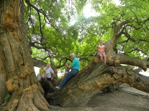 Grandparents and kids enjoying the Osage Orange Tree