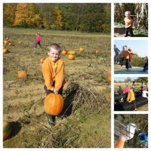 pumpkin patch collage