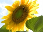 View the album Flowers & Gardens