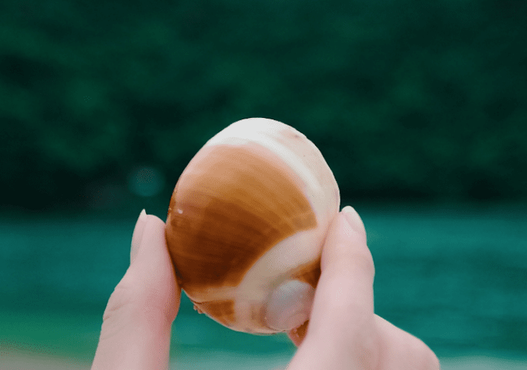 How to Display Seashell Memories