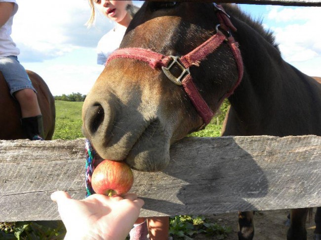 feeding-apple-to-horse