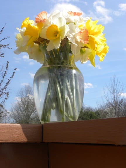 daffodils april 10 blue