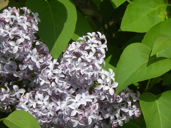 lilacs may 4