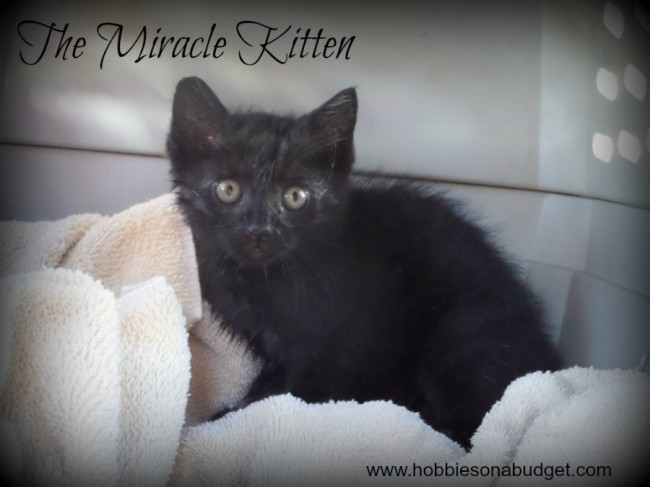 The-Miracle-Kitten