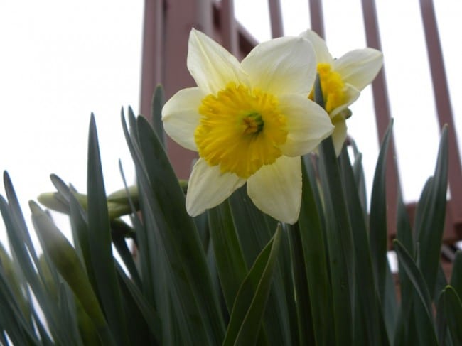 daffodil 3-27