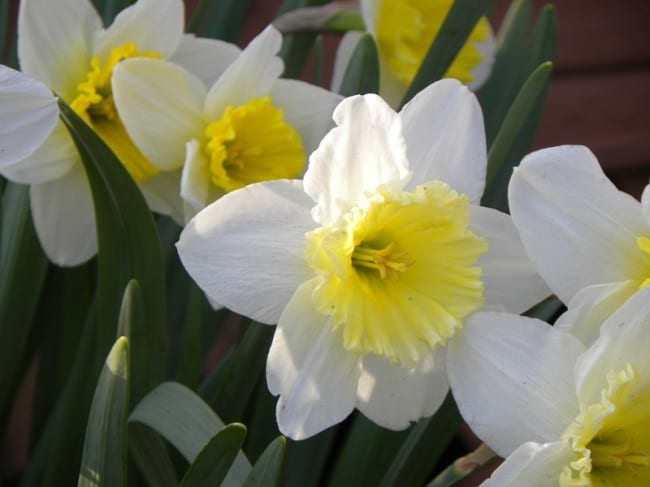 daffodils april 1