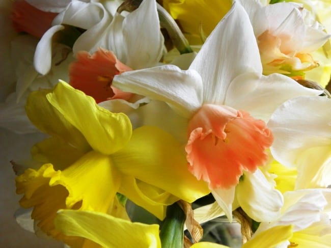 daffodils april 9