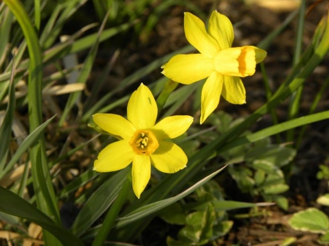 daffodils petite april 1