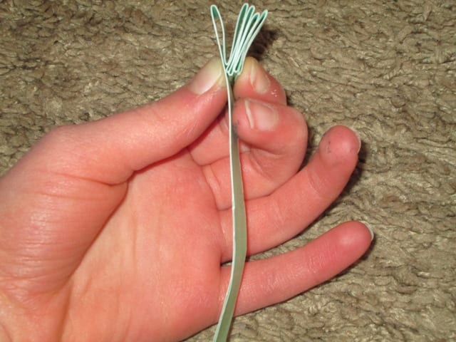flower stem