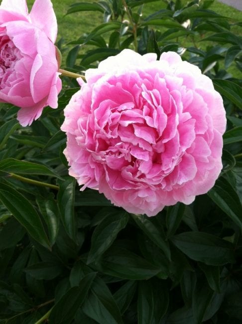 How to Enjoy Cut Peonies without the Ants - Hobbies on a Budget