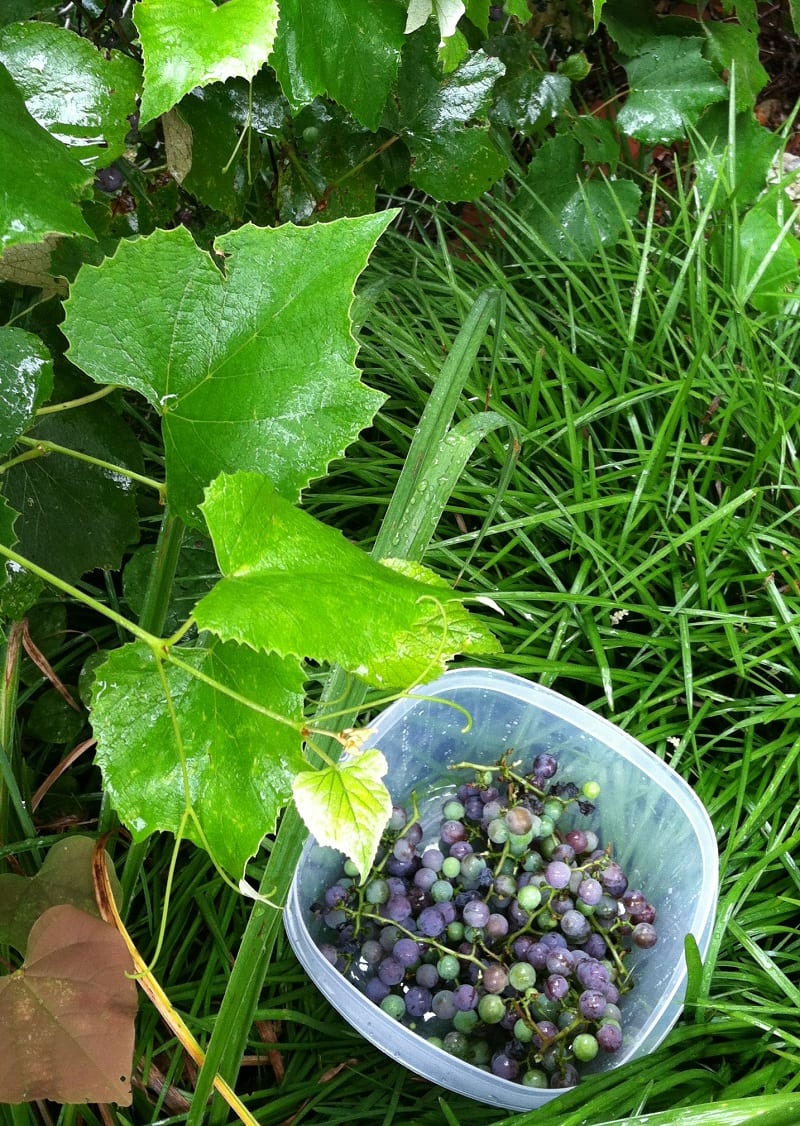 grapes 1
