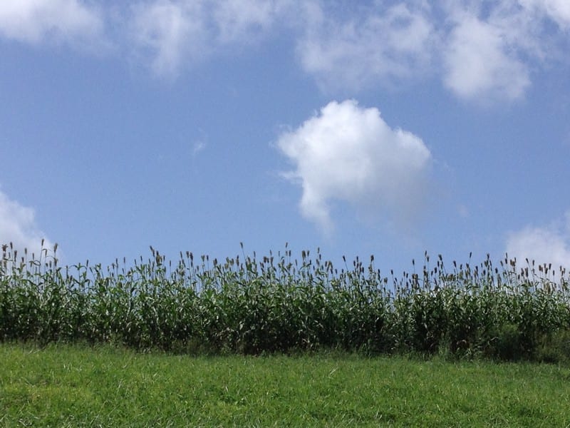 sugarcane field_tn