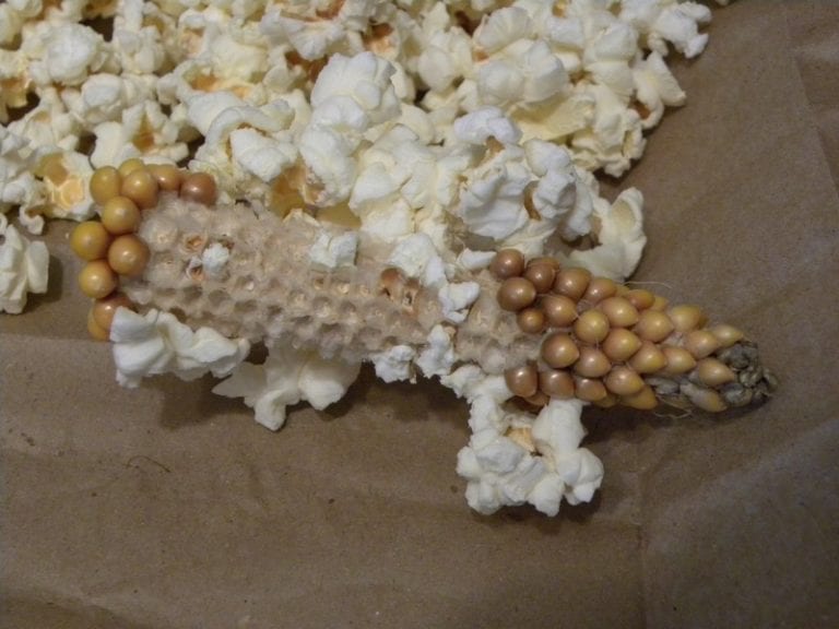 Growing Popcorn in our Garden