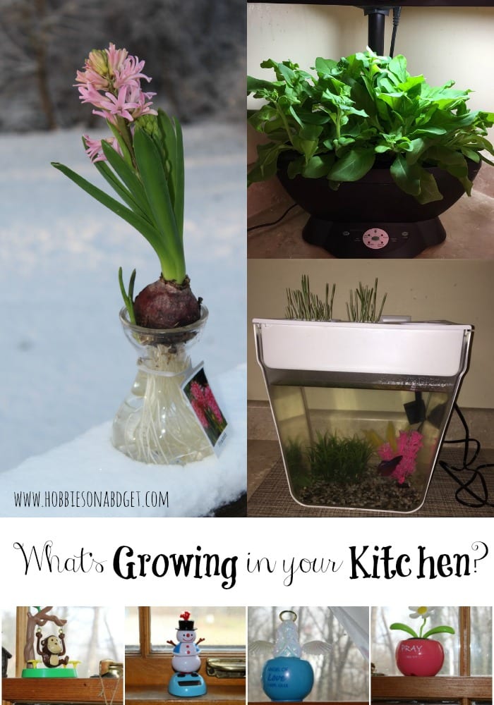 What’s Growing in your Kitchen?