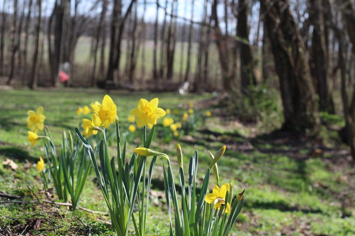 daffodils april 17 1