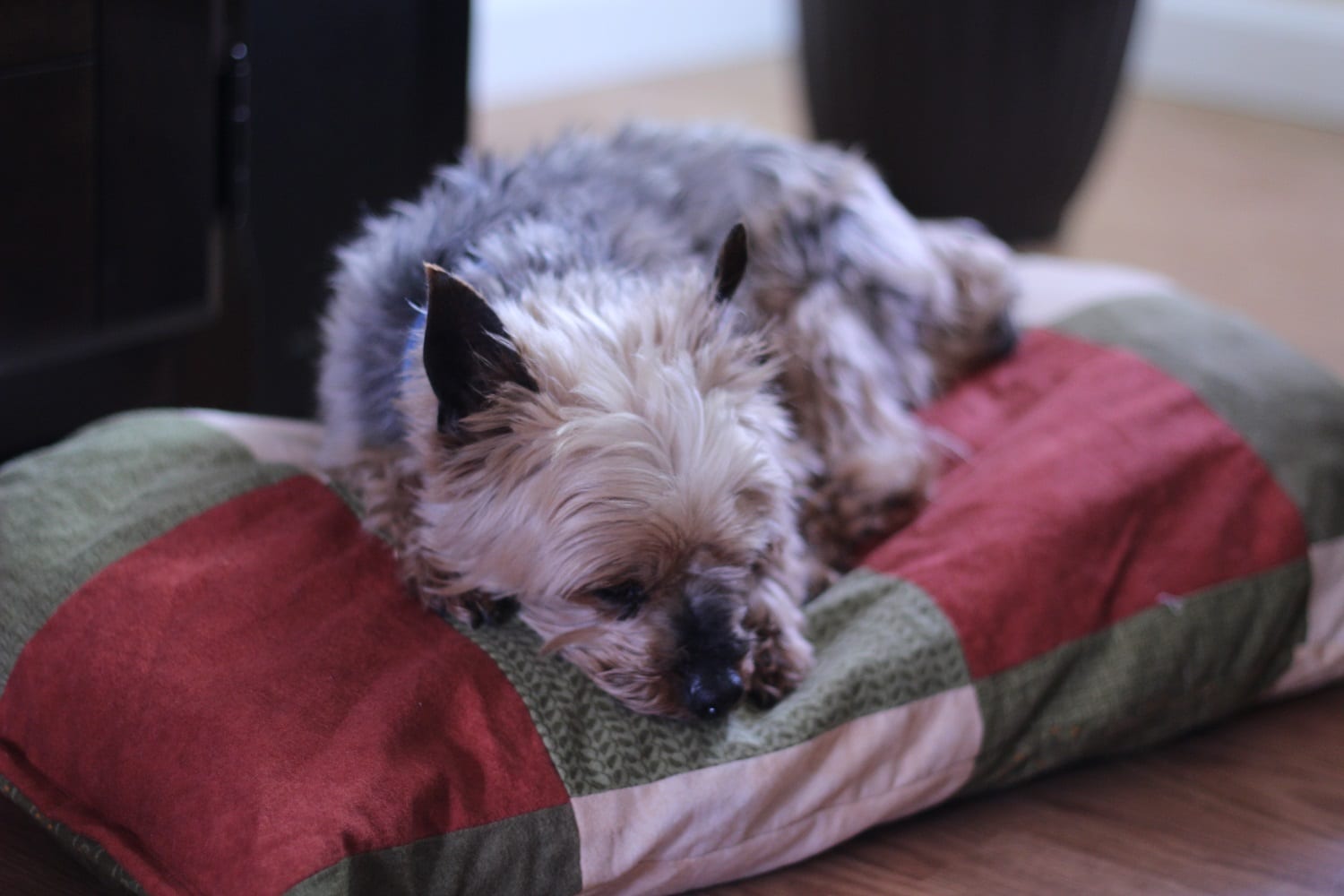 Create a dog bed with old tshirt scraps