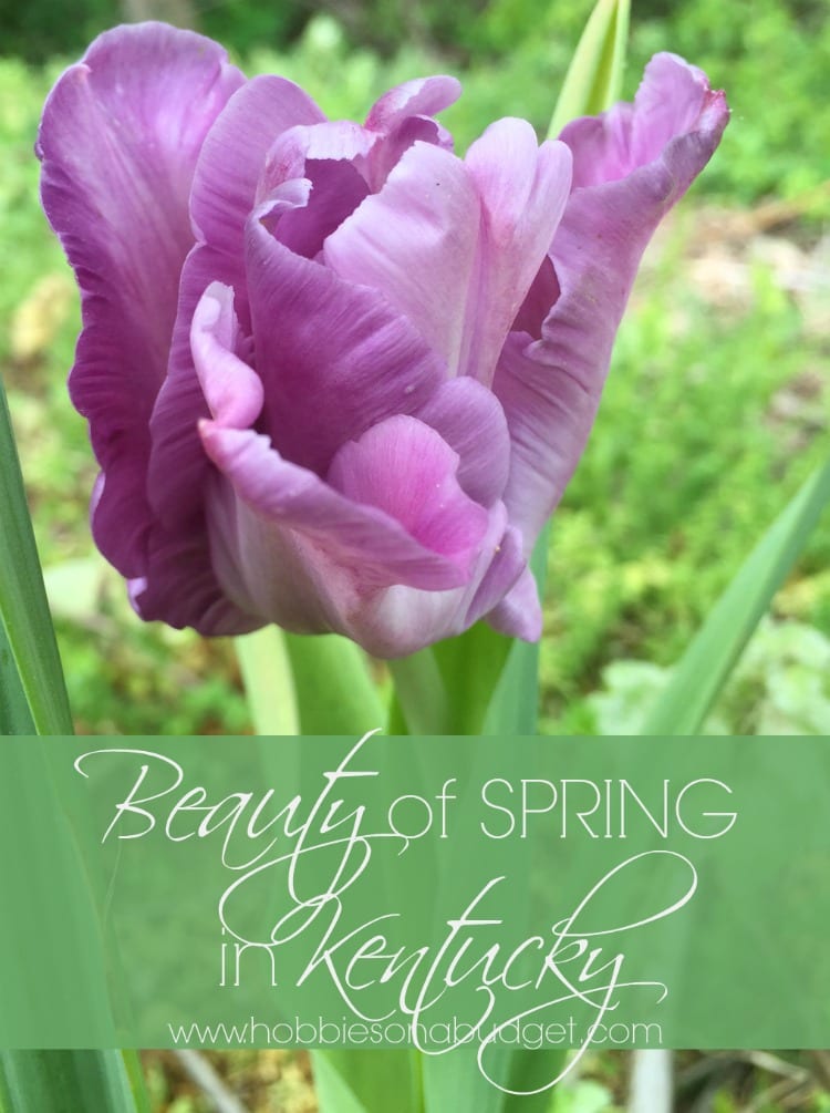 Beauty of Spring in Kentucky