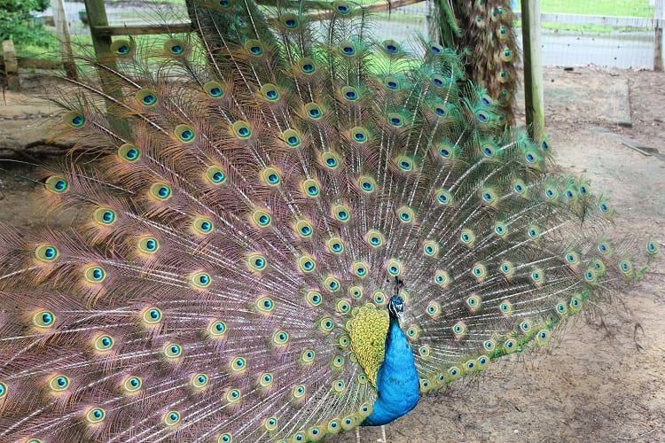 pattis peacock