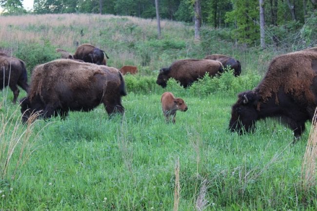 Elk Bison Prairie National Recreation Area