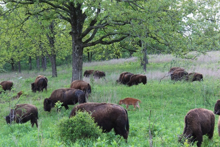 elk bison prairie 8 bison