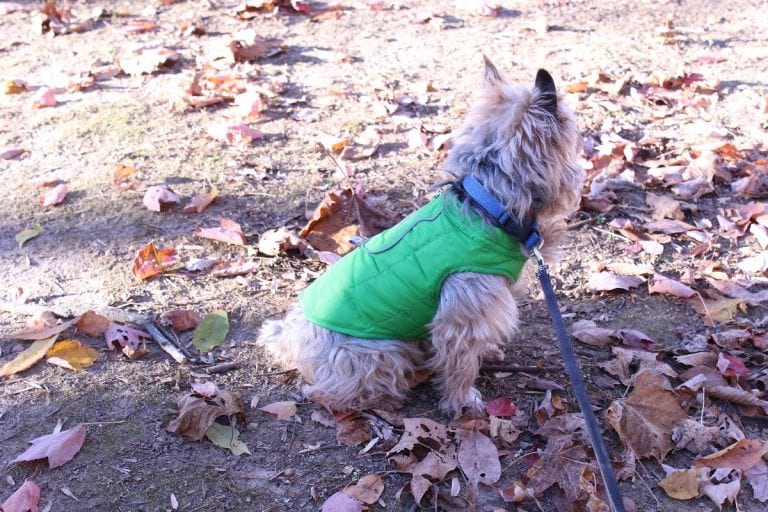 How to Pick a Winter Coat for your Dog
