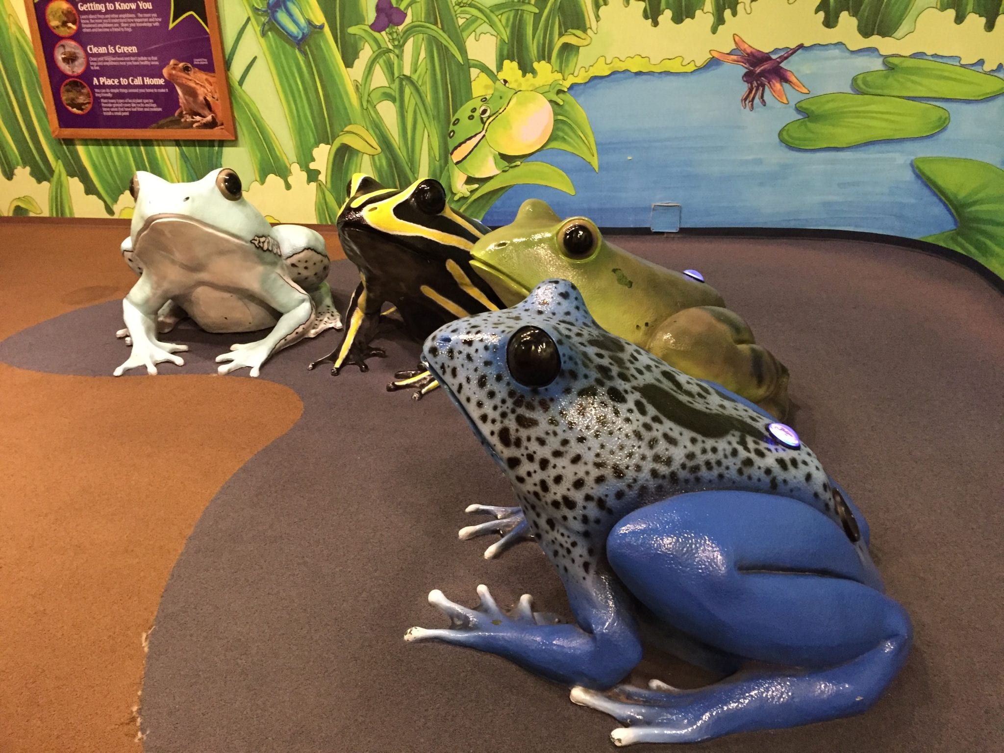 Frog Bog - Newport Aquarium, Newport, Kentucky