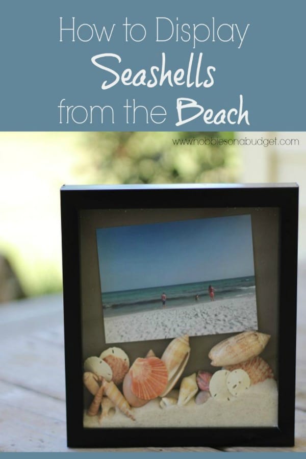 How to Display Seashells from the Beach