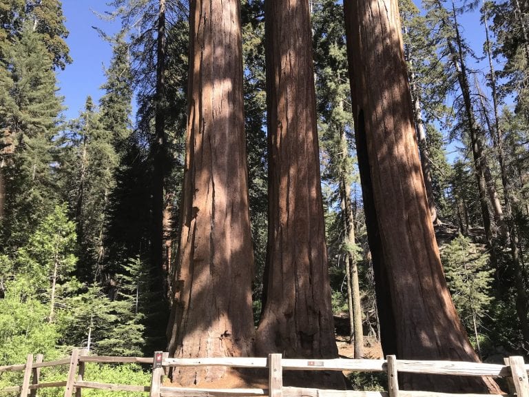 Visiting the Giant Sequoias: Kings Canyon National Park