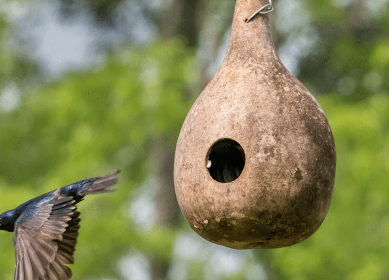 How to Make a Gourd Birdhouse