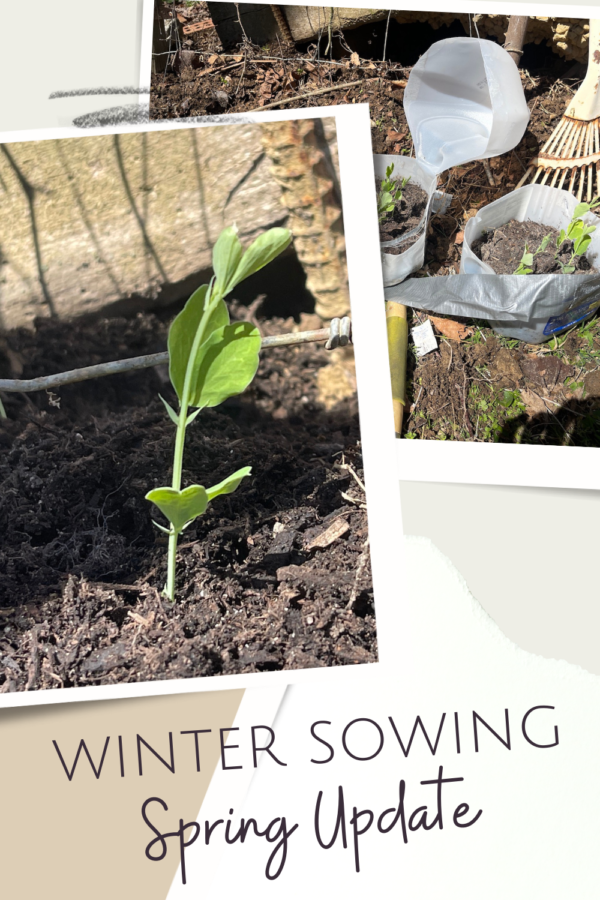 Winter Sowing – Spring Update - Hobbies on a Budget