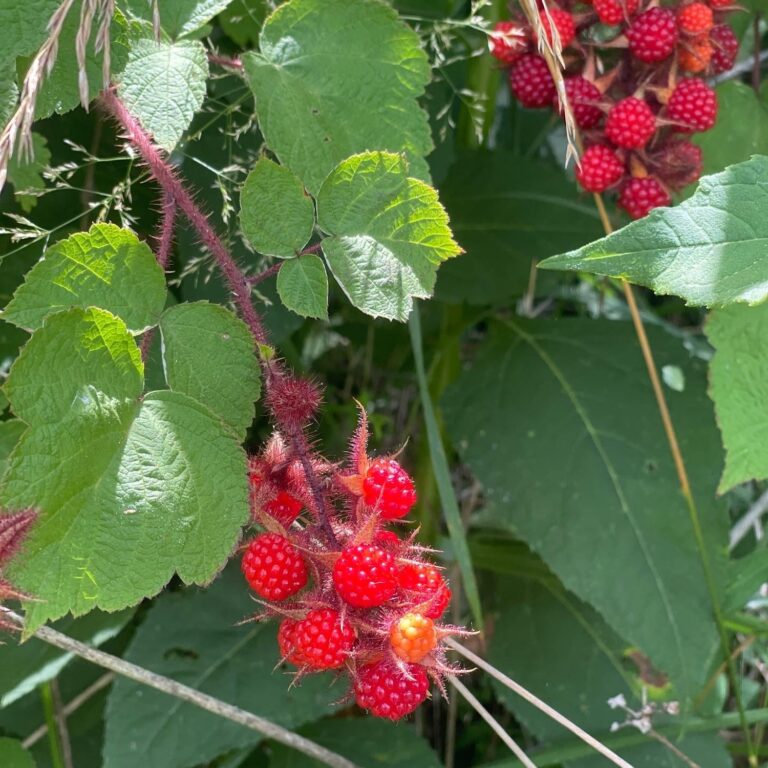 Berries on the Farm
