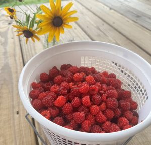 Berries on the Farm