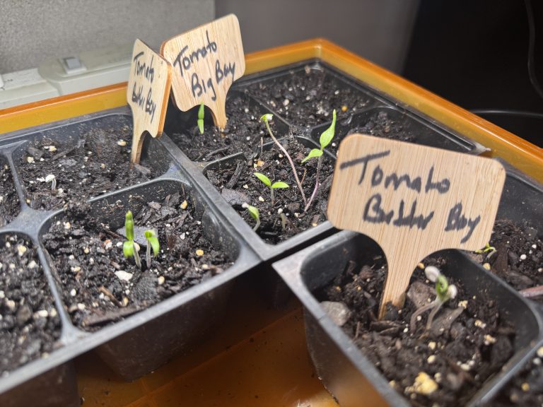 Starting Tomato Seeds, Failing, and trying again