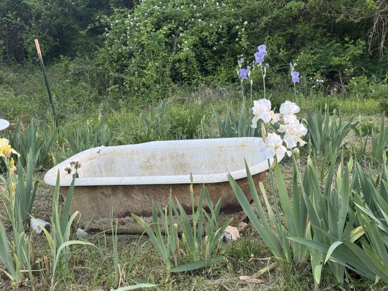 My Bathtub Garden Accent (part 2)