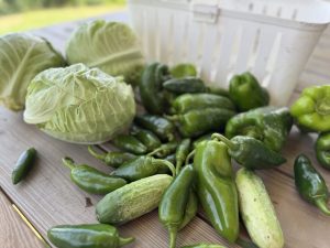 Weekly Garden Update